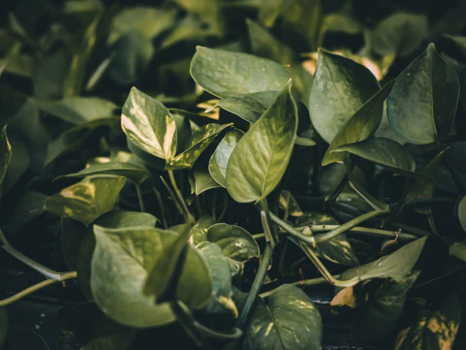 A pothos on the article Why are my Pothos Leaves Turning Black