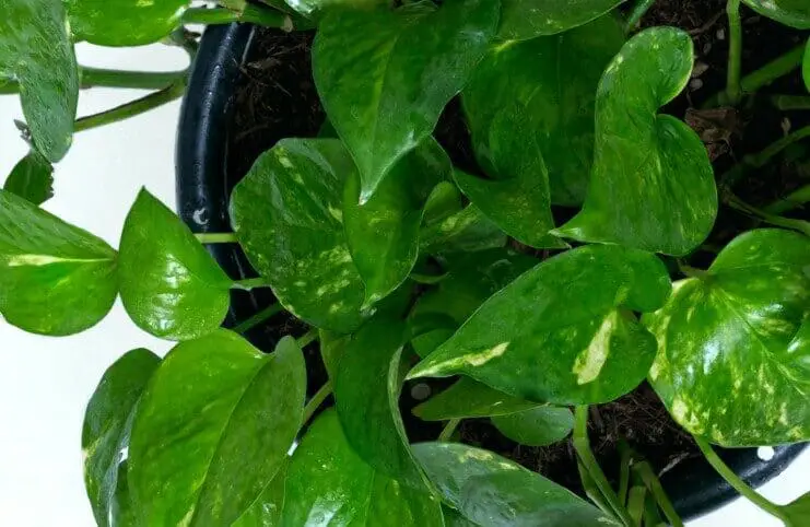 A pothos on the article What Soil Should You Use for Pothos