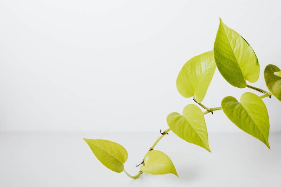 A pothos on the article Why are my Pothos Leaves Turning Yellow