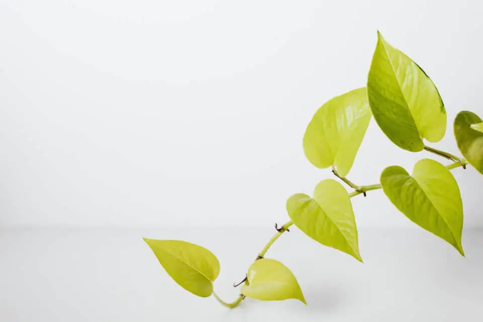 A pothos on the article Neon Pothos Light Requirements