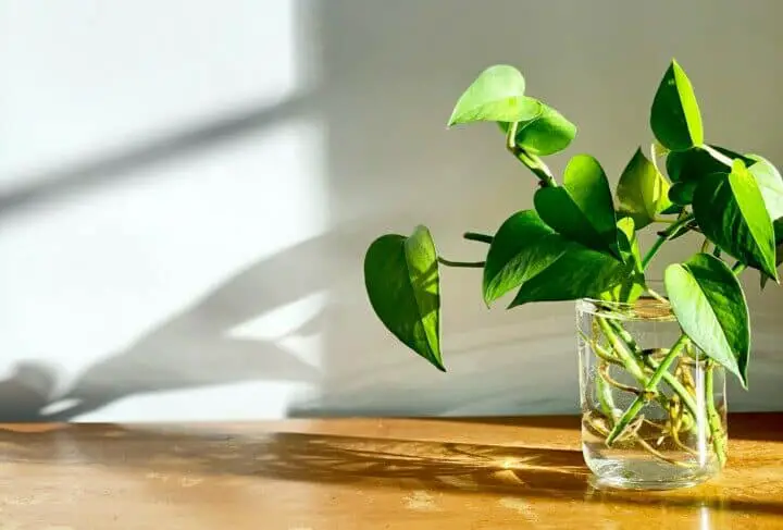 A pothos on the article Pothos Watering Schedule