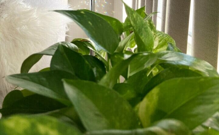 A pothos on the article Why is my Pothos Not Growing