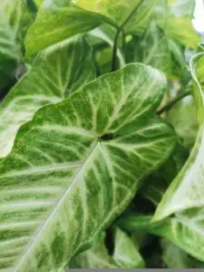 A philodendron on the article Pothos vs Philodendron