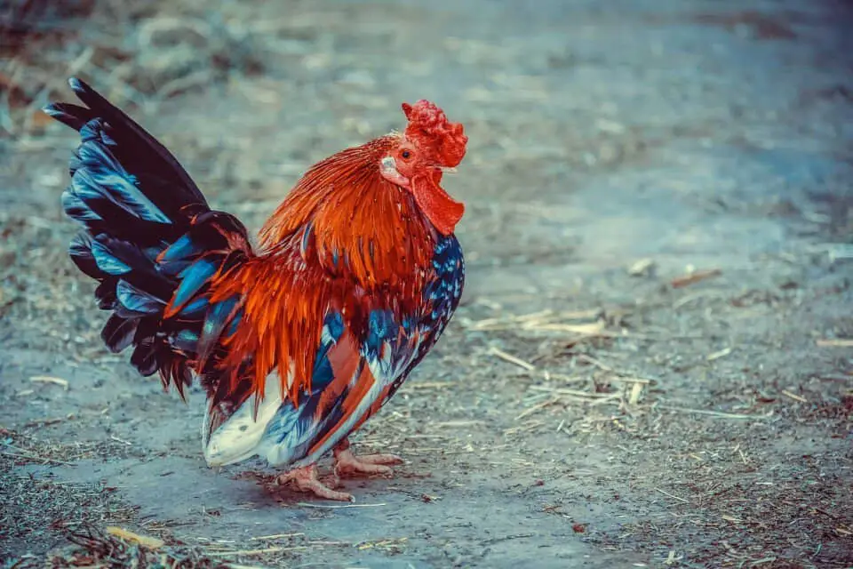 A rooster on the article Is Chicken Manure Good for Gardens? (Comprehensive Guide)