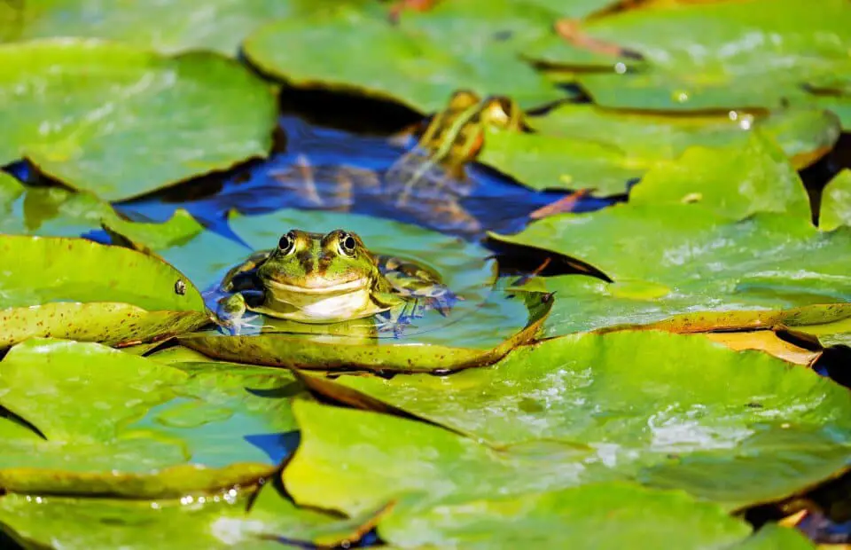 A frog on the article Are Frogs Good for Gardens? Benefits, Downsides & How to Attract Them