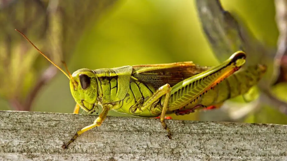 A cricket on the article Are crickets beneficial to gardens