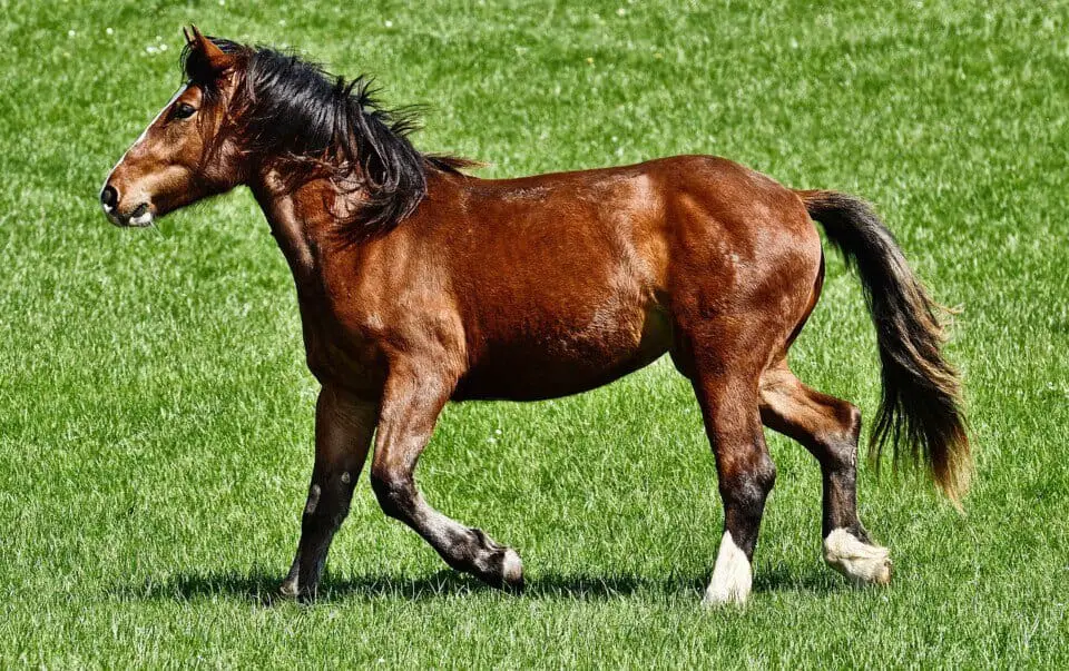 A horse on the article Is Horse Manure Good for Gardens