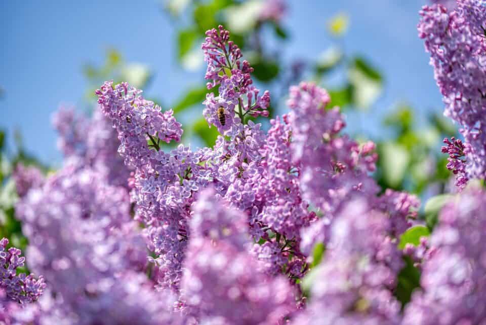 A lilac plant on the article Are Lilacs Good Ground Cover Plants? Benefits & Growing Tips
