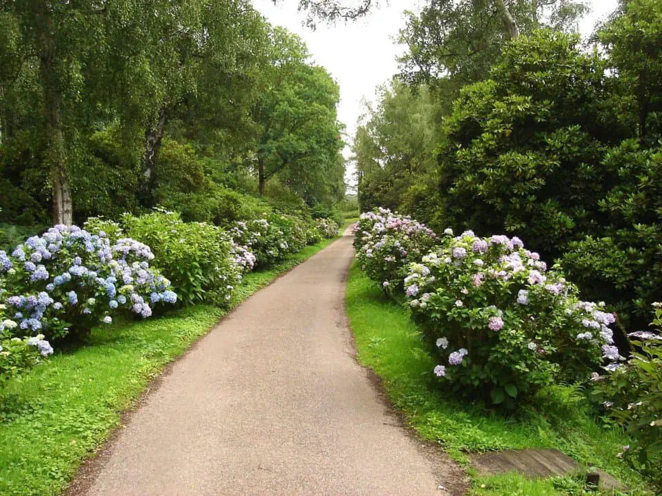 A garden with Norfolk pines in