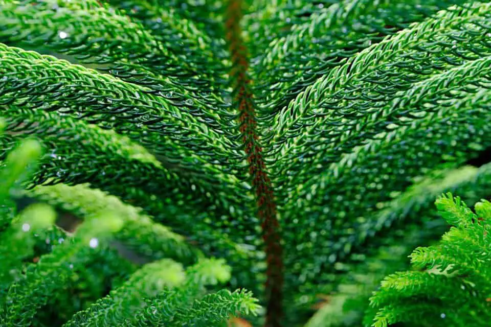 A Green pine on the article How Fast Do Norfolk Pines Grow?