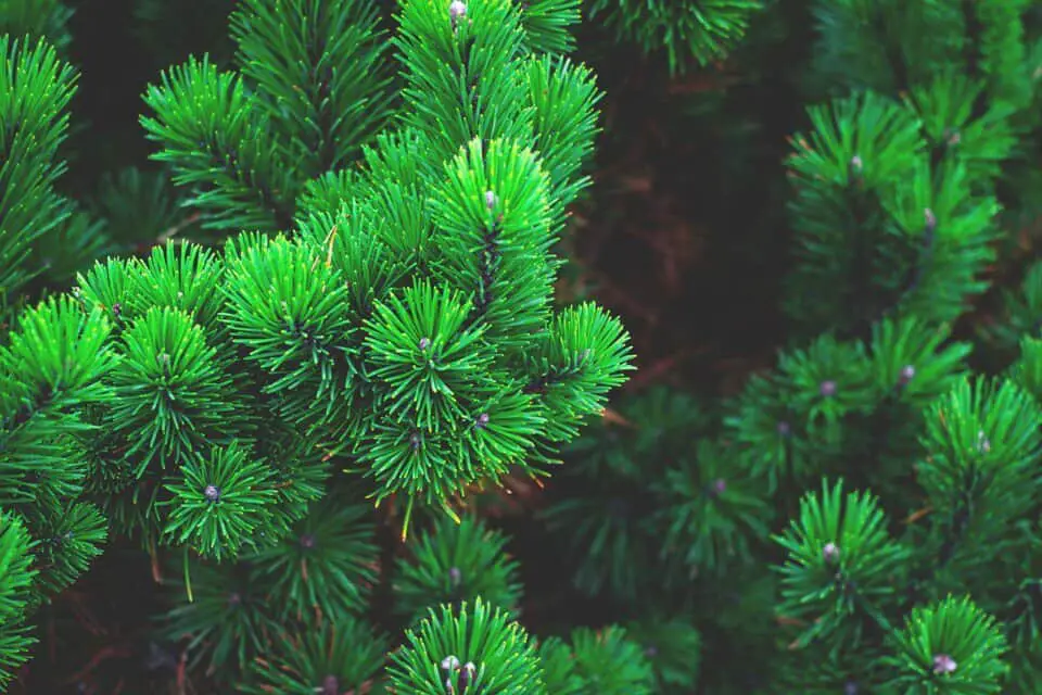Pine tree on the article Are Pine Needles Good for Gardens