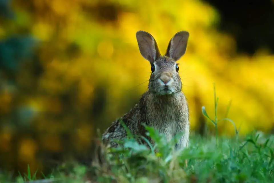 A rabbit on the article Is Rabbit Manure Good for Gardens?