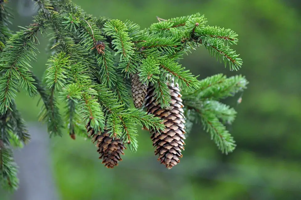 A spruce on the article Save Your Dying Pine Tree: Essential Steps for Beginners