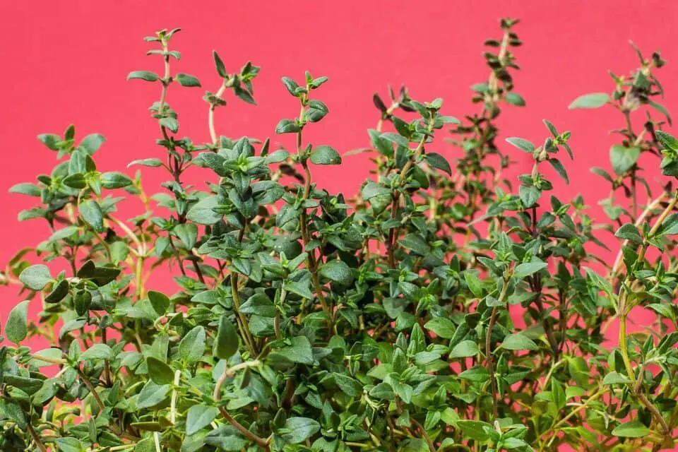 A thyme plant on the article Top Companion Plants for Thyme: Best Garden Pairings