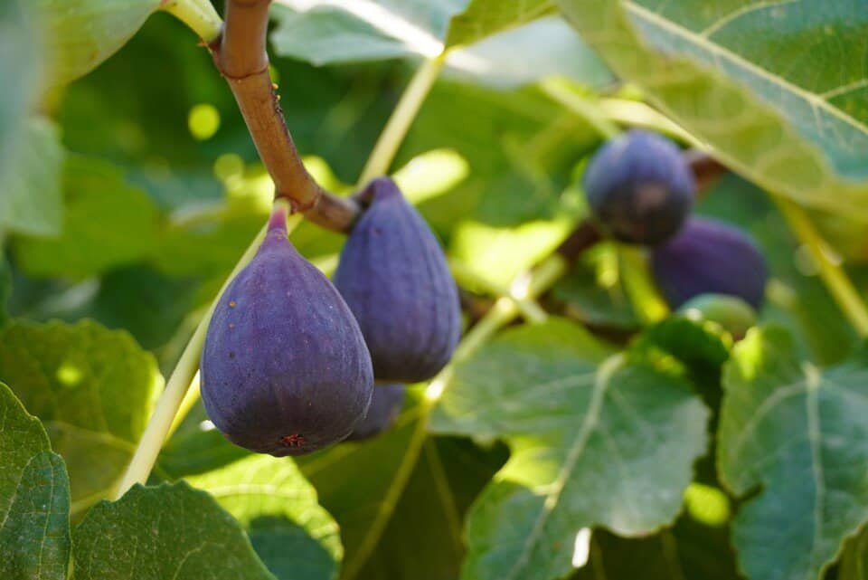 A fig tree on the article How to Transplant a Fig Tree Successfully: Step-by-Step Guide