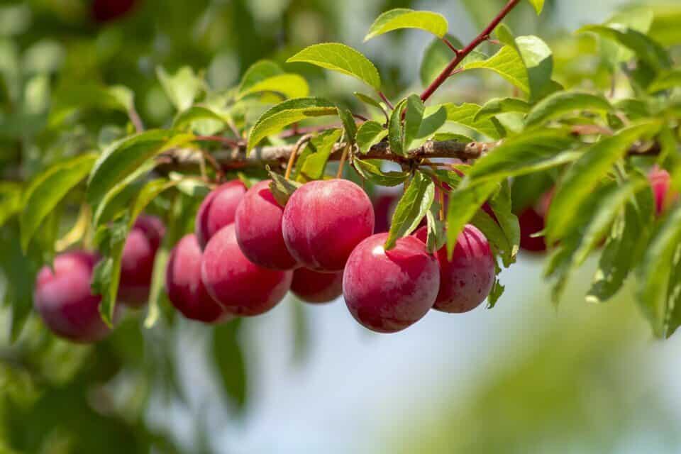 A plum tree on the article When Does a Plum Tree Bloom? Tips for Healthy Blooms