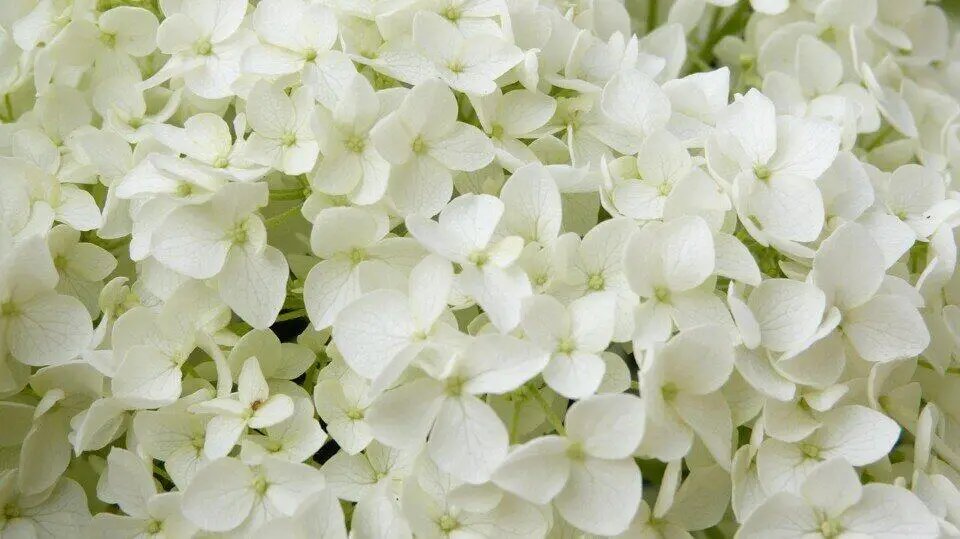 A white hydrangea on the article Limelight Hydrangea