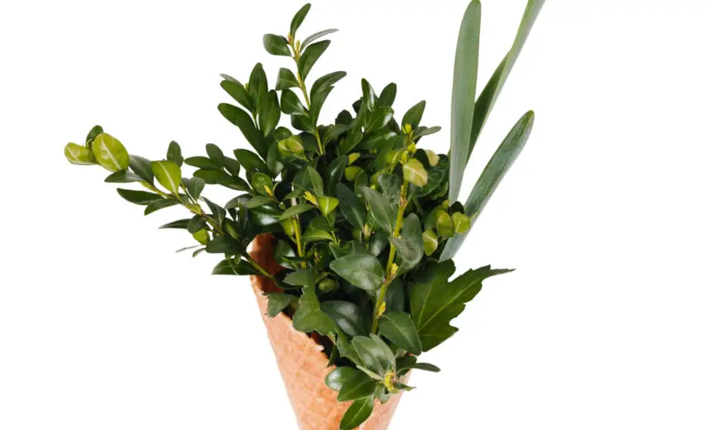 A green leaved plant in a brown container on the article How to Propagate Blue Star Fern (Phlebodium aureum)