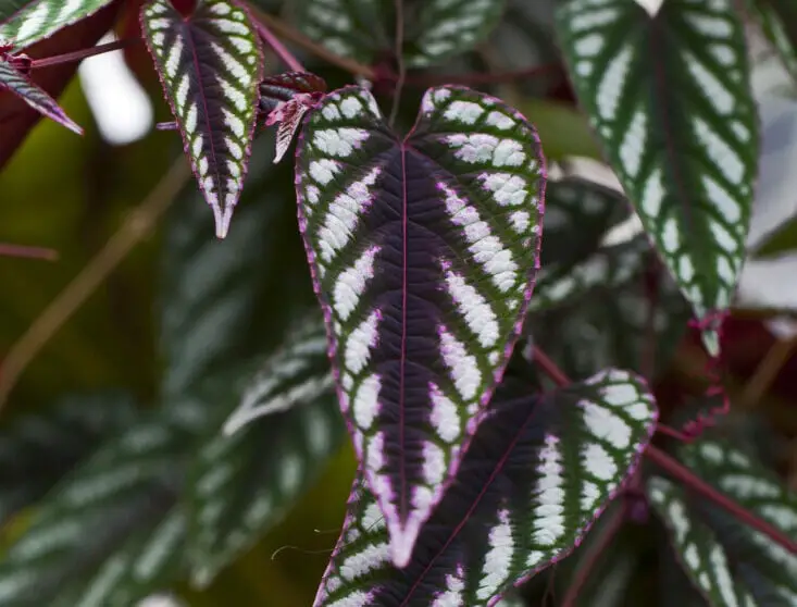 A cissus discolor on the article How to Propagate Cissus Discolor (Step-by-Step Guide)