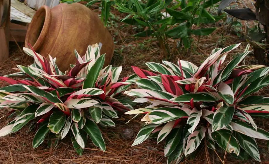 A multi colored plant on the article How to Propagate Tricolor Stromanthe: Step-by-Step Guide