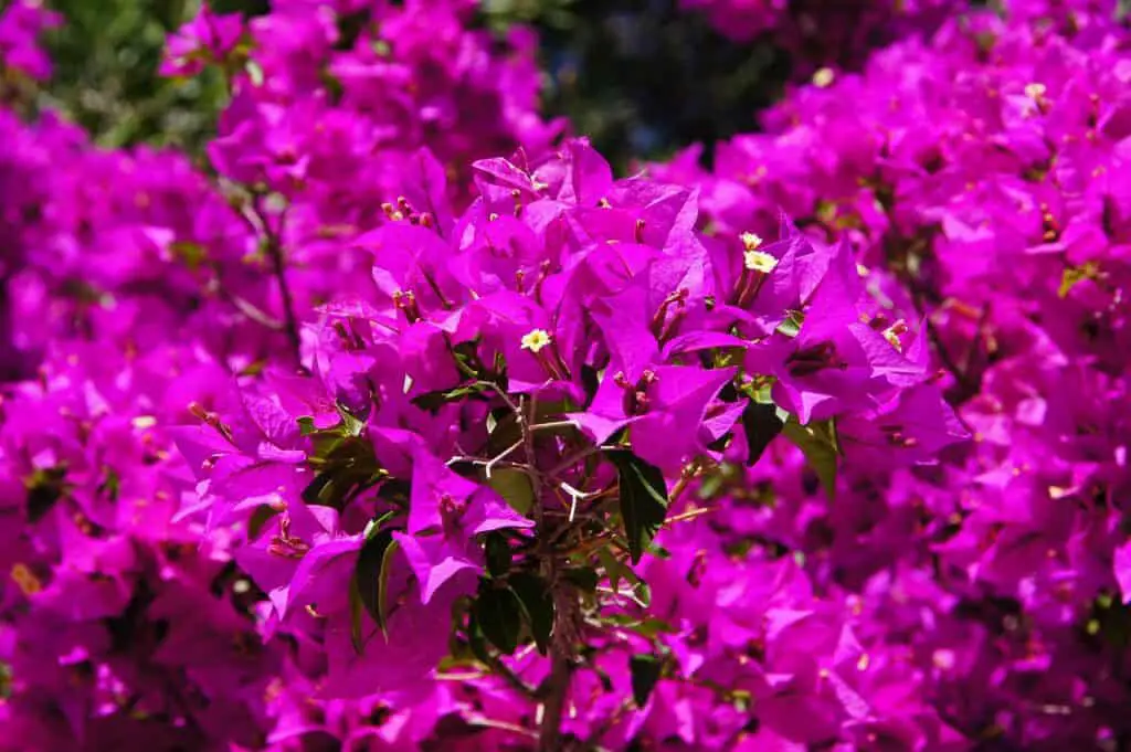 A pink bush on the article What Eats Bougainvillea Leaves? Common Pests & Prevention