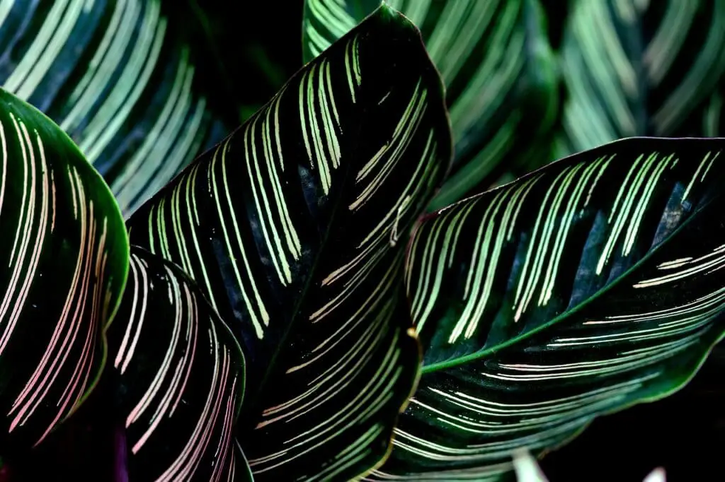 A calathea plant on the article How to Propagate Rattlesnake Plant - Step-by-Step Guide