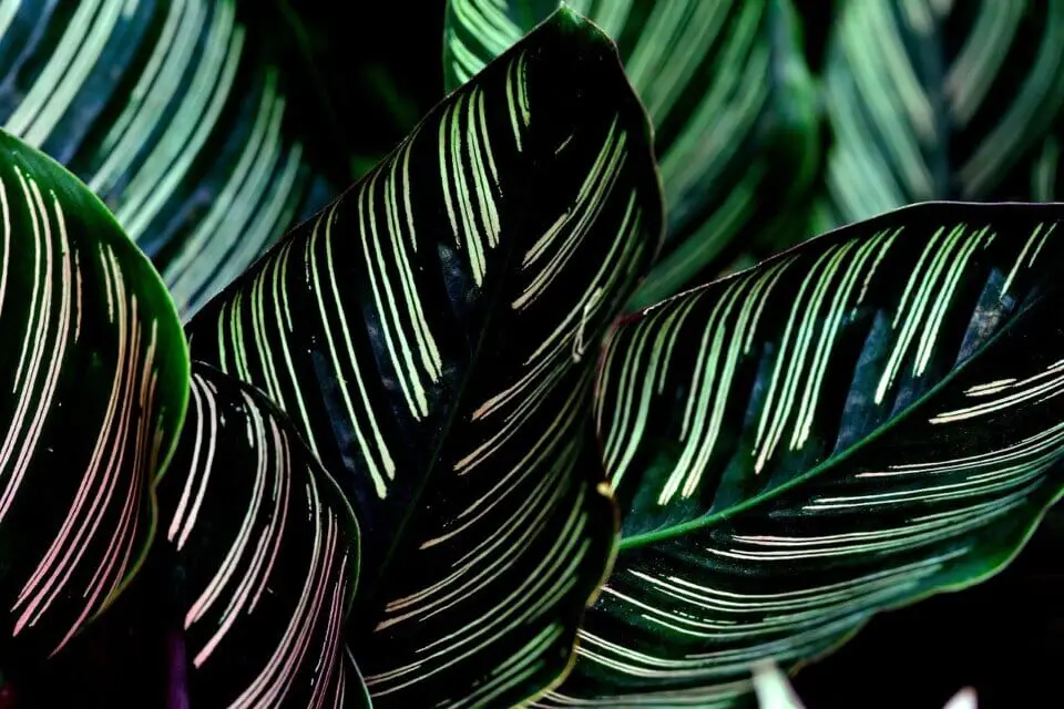A calathea on the article Velvet Calathea Care Guide: Watering, Light, Humidity & More