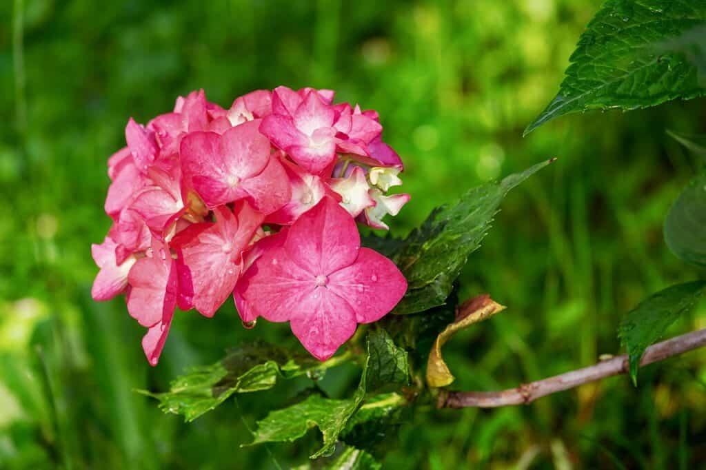 A hydrangea on the article Are Coffee Grounds Good for Hydrangeas? Benefits & Soil Tips