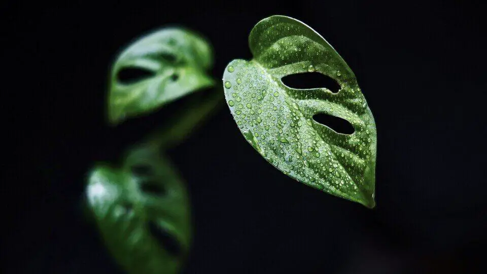 A monstera on the article Does Monstera Peru Climb? Climbing Habits, Support Tips & Care Guide