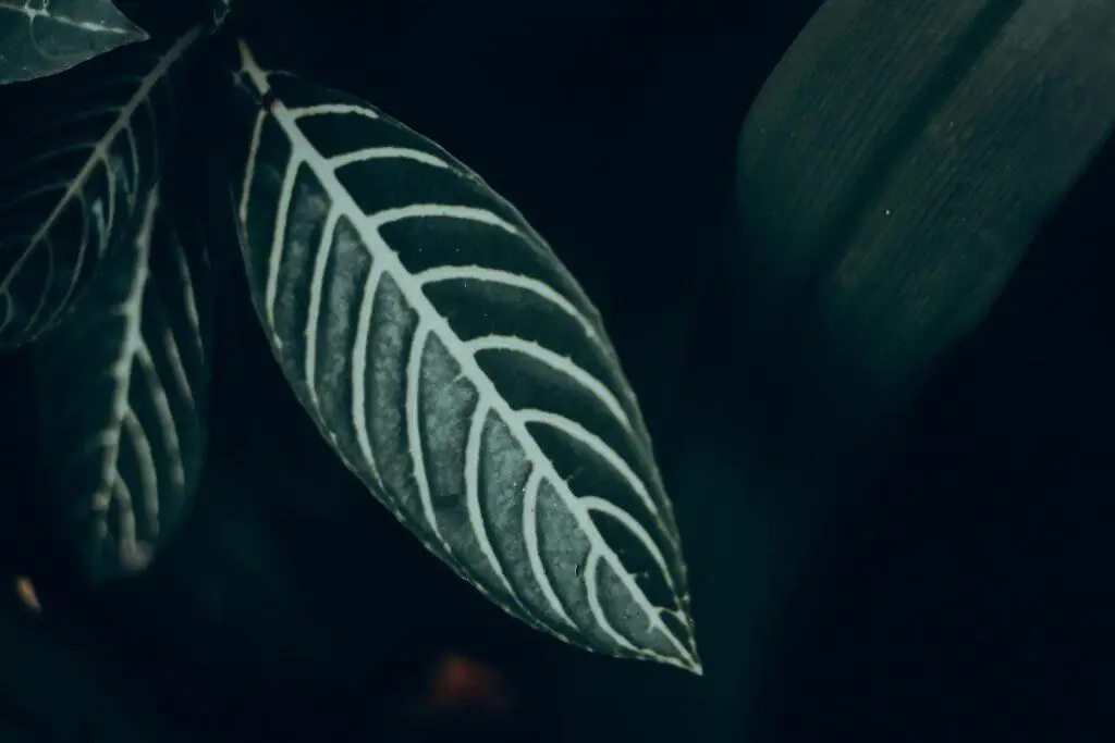 A large green leaf with white stripes on the article Why Is My Zebra Plant Drooping? Causes, Fixes, and Care Tips