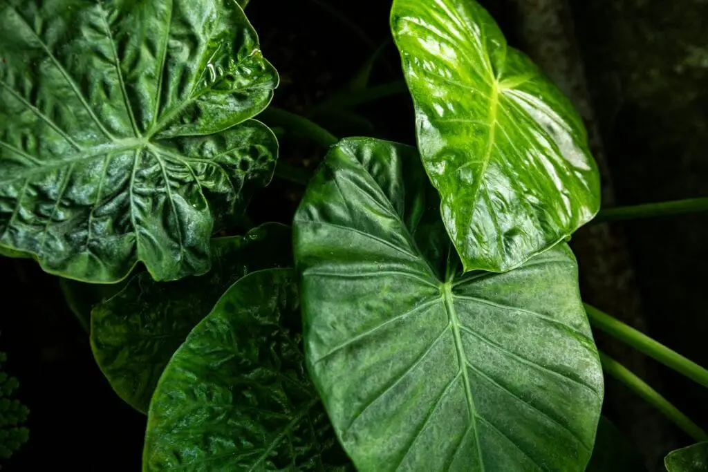 Large green leaves on the article How to Care for Alocasia Cuprea: Light, Water, Soil & Humidity Tips