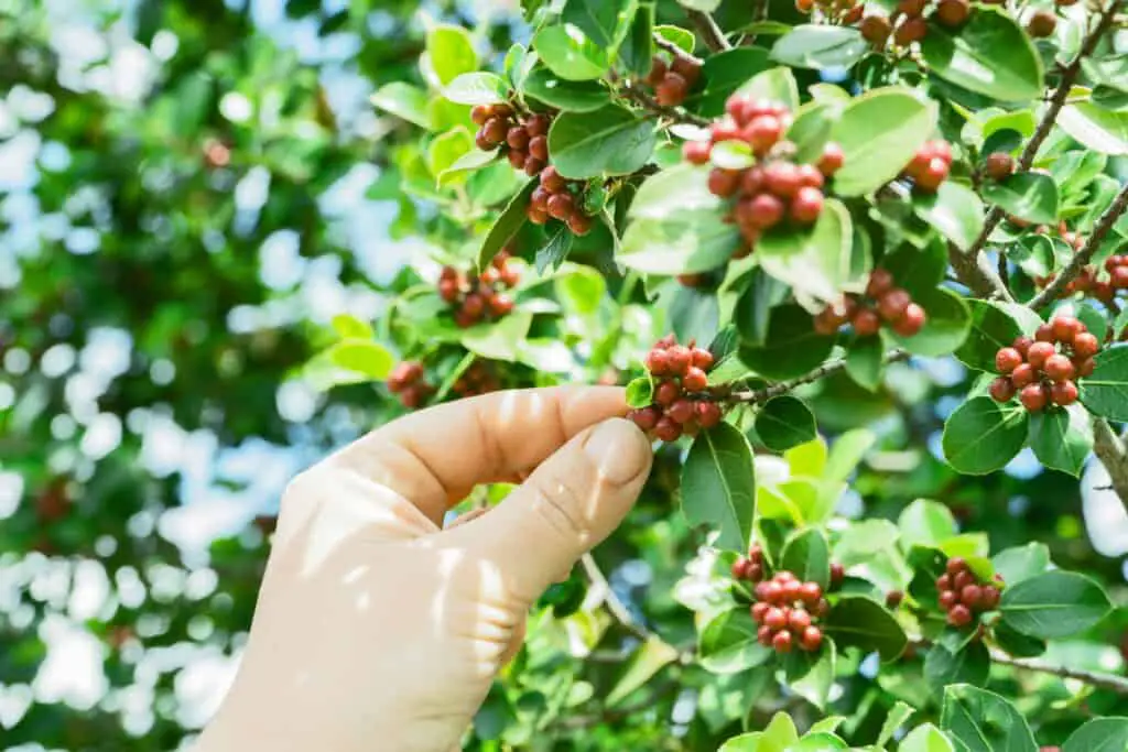 A hand picking coffee beans on the article Can Espresso Coffee Trees Grow in Colorado? Climate & Care