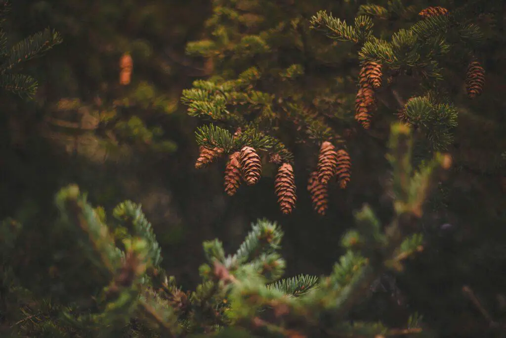 A pine tree on the article How to Tell if a Pine Tree Is Dead: Signs, Causes and More