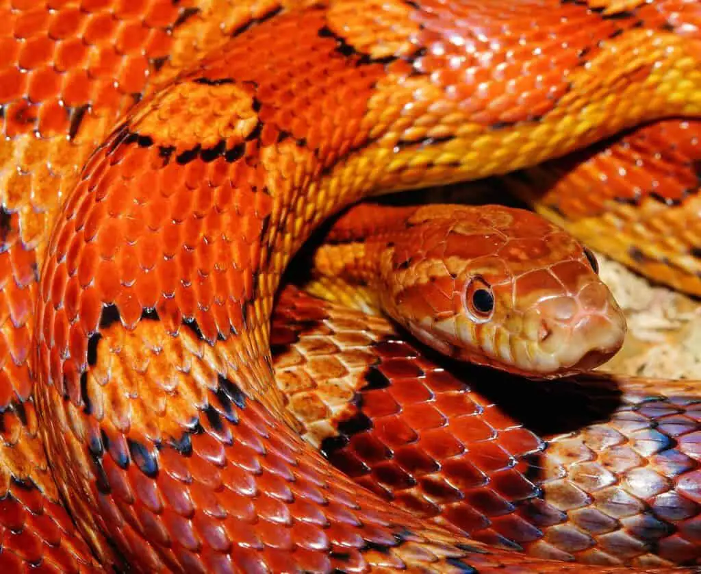 A red snake on the article Do Gardens Attract Snakes? What Every Gardener Should Know