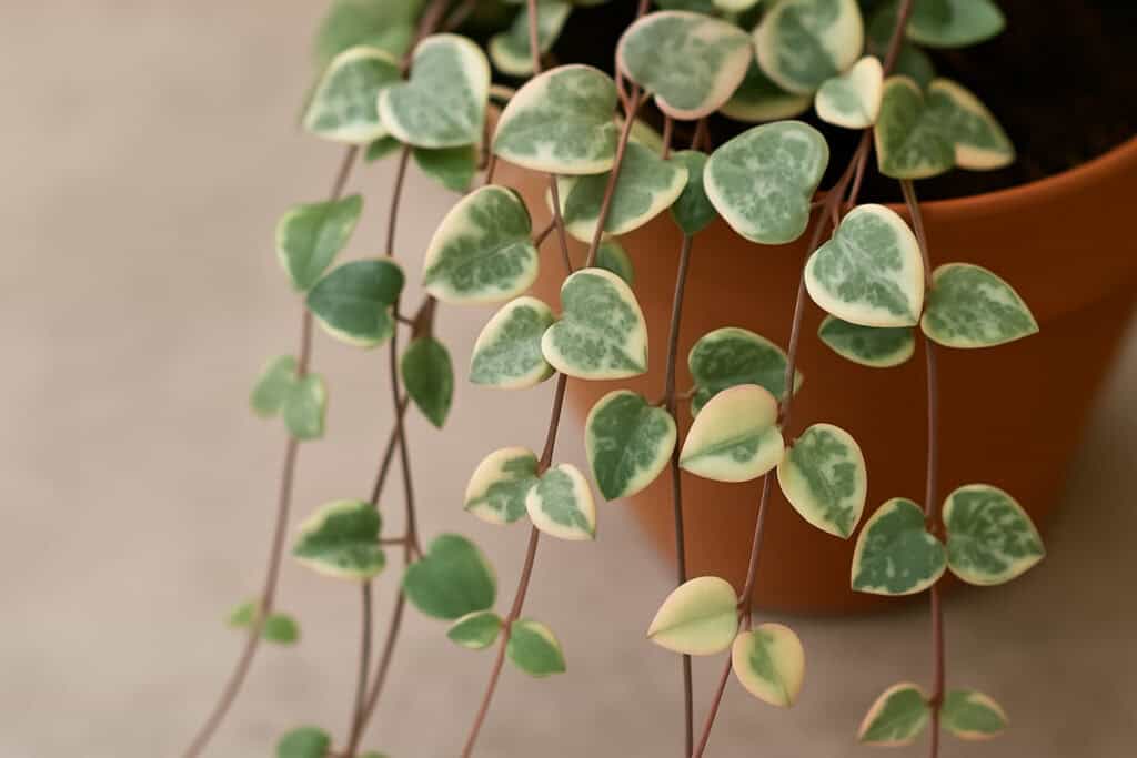 A string of hearts on the article Why Is My Variegated String of Hearts Turning Green