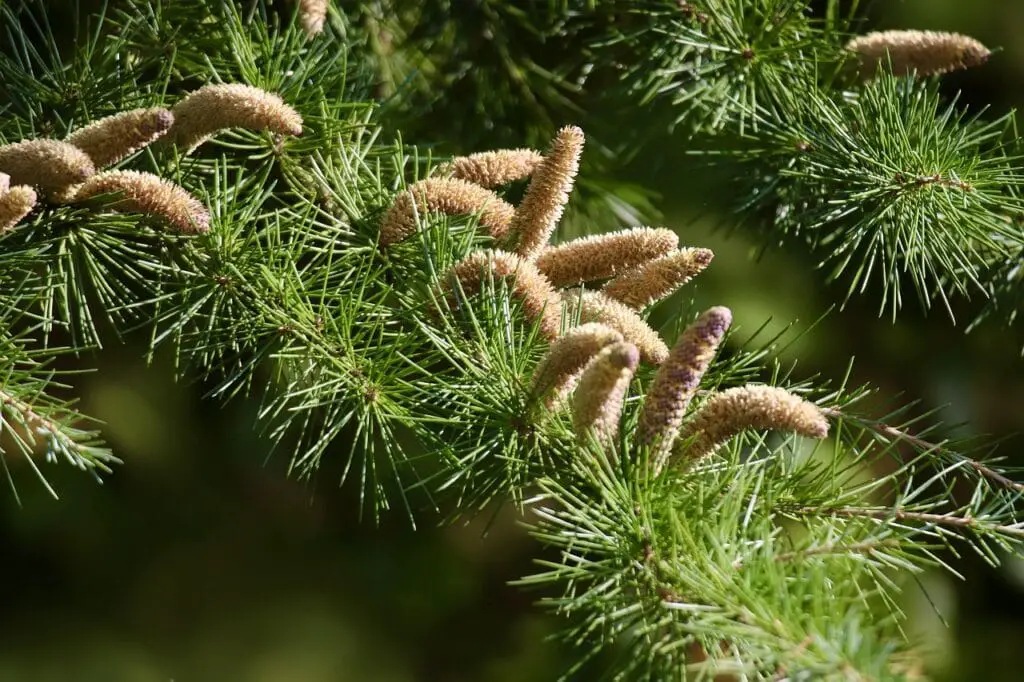 A green leaved tree with pines on the article When to Plant Cedar Trees? Best Time & Seasonal Tips