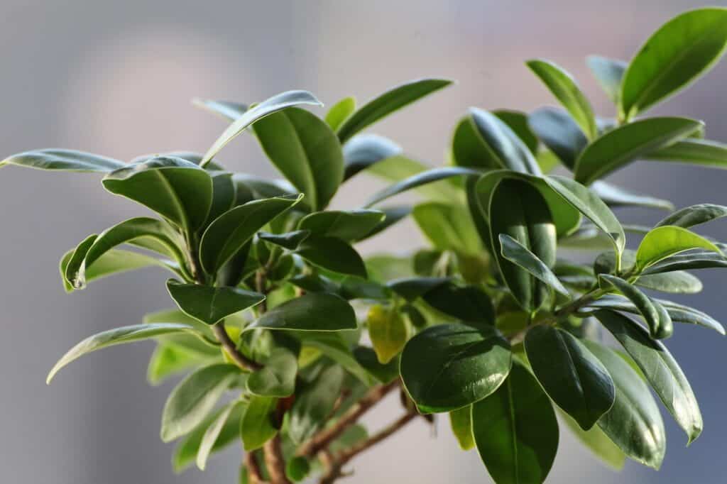 A green leaved plant on the article Why Is My Ruby Ficus Leaves Dropping? Causes & Fixes