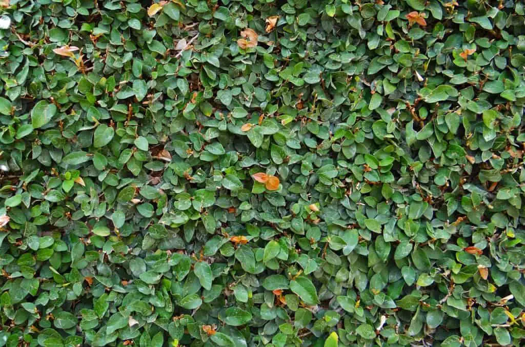 A creeping fig on the article Does Creeping Fig Need a Trellis? Growth Guide & Care Tips