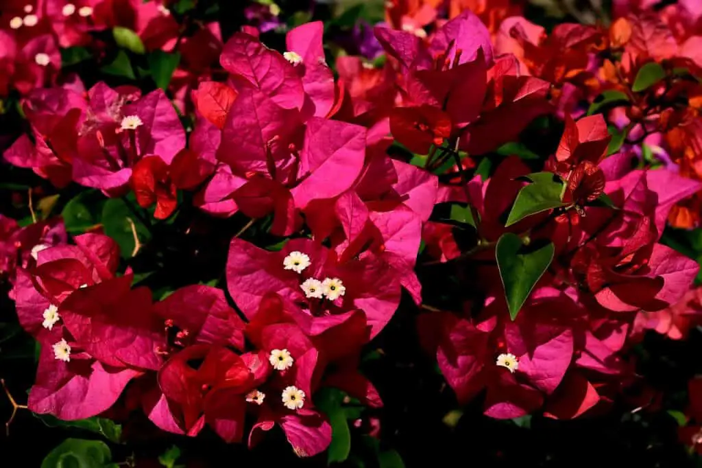A bush of red flowers with green leaves on the article Do Bougainvillea Lose Their Leaves? Causes & Care Tips