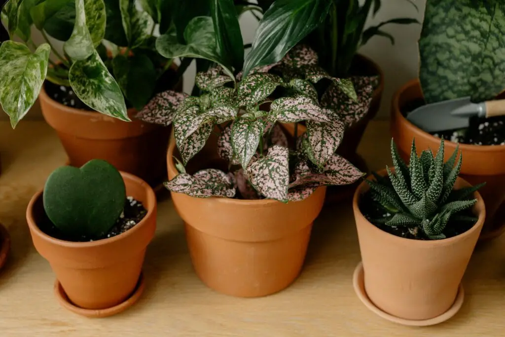 Lots of small house plants on the article Do Hindu Rope Plants Like Humidity? Hoya Compacta Care Tips
