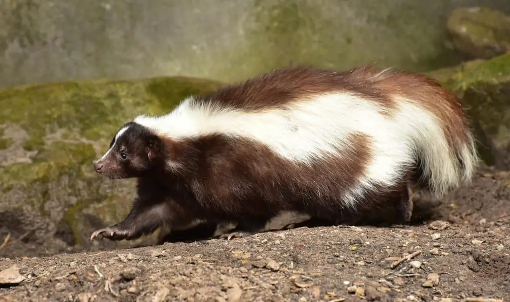 A white and black animal on the article Do Skunks Eat Vegetable Gardens? What You Need to Know