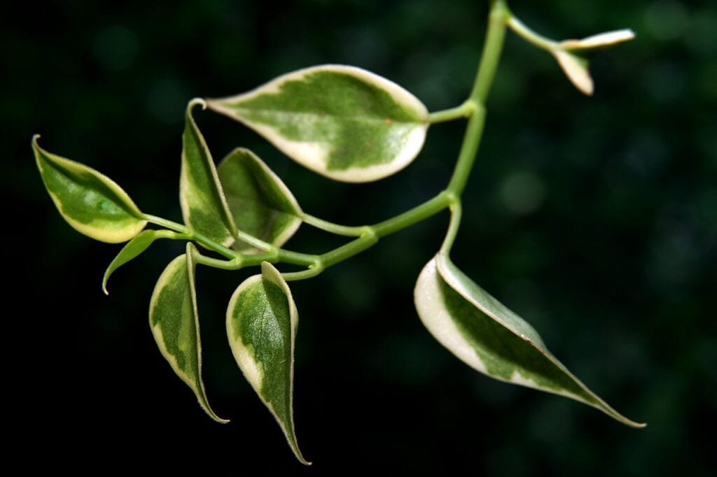 A hoya obovata on the article How to Care for a Hindu Rope Plant - Hoya Guide