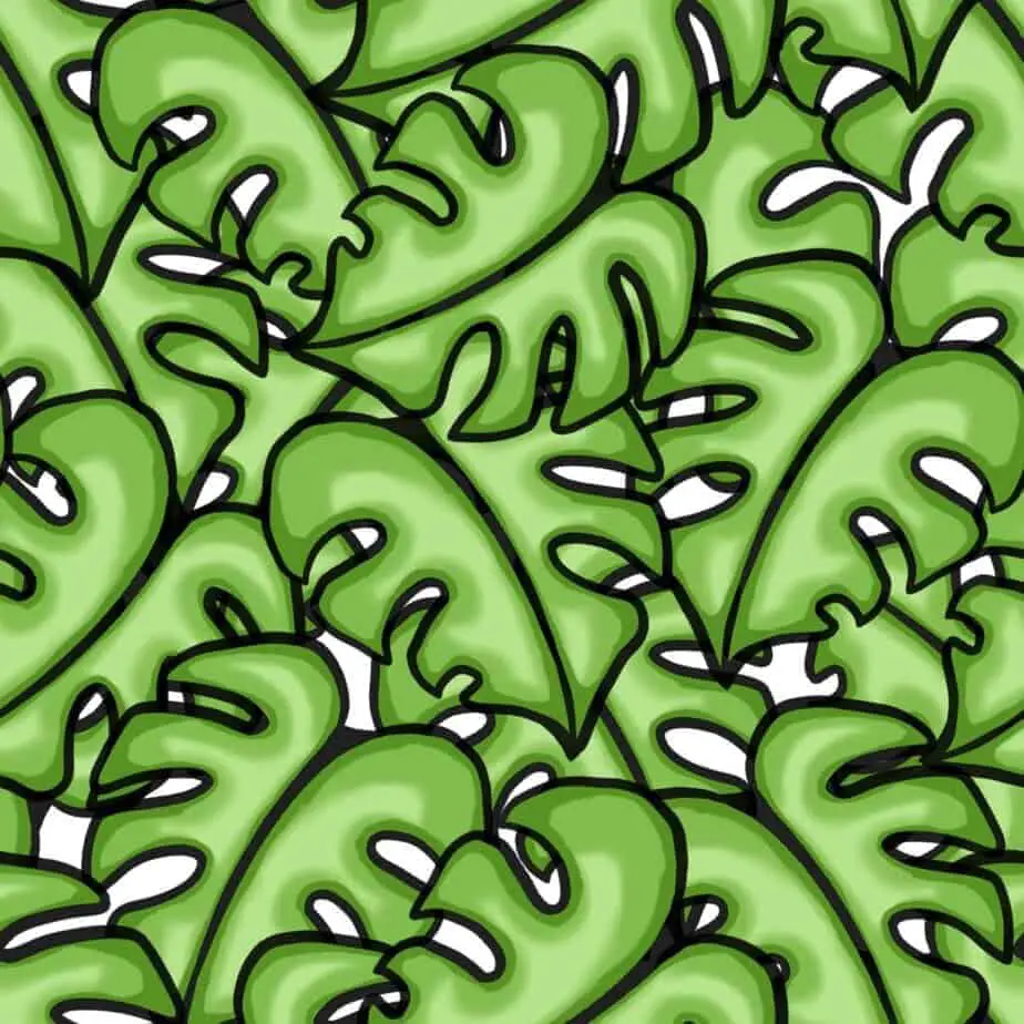 A drawing of a monstera plant which is green