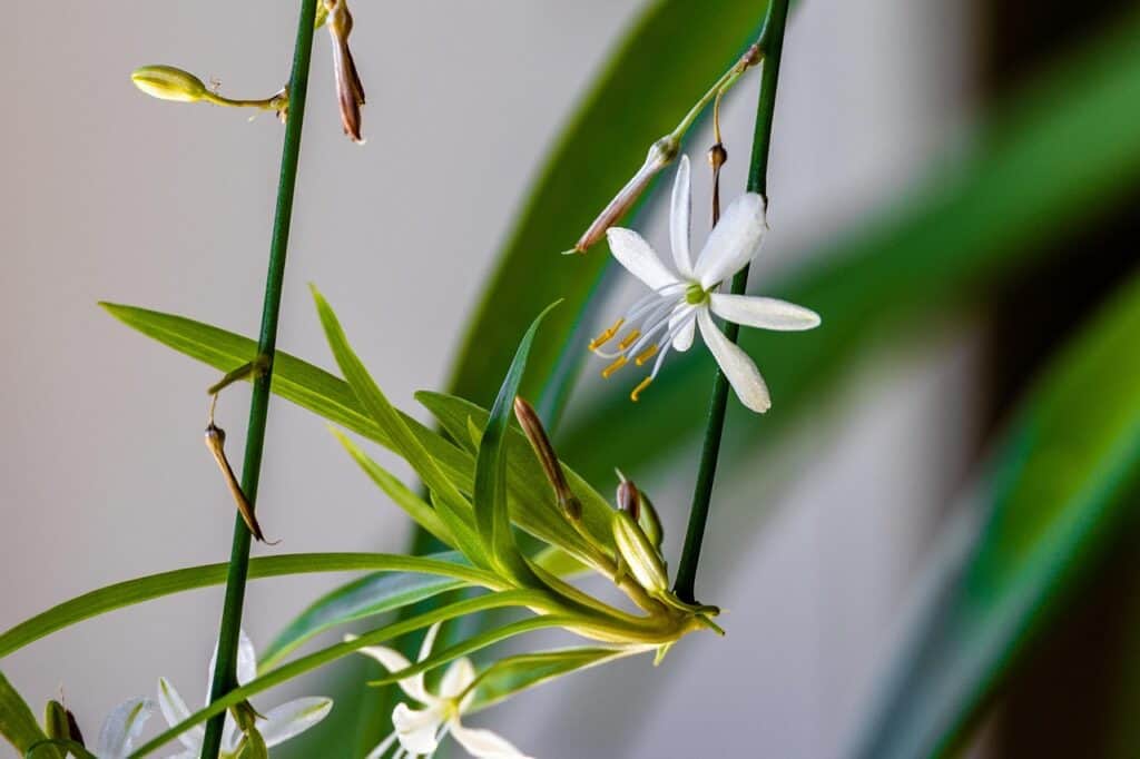 A green leaved plant with a yellow tinge which is a spider plant