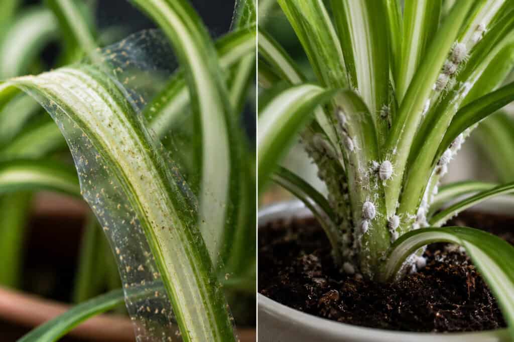 Close-up comparison of spider mite webbing and mealybug infestation on a spider plant.