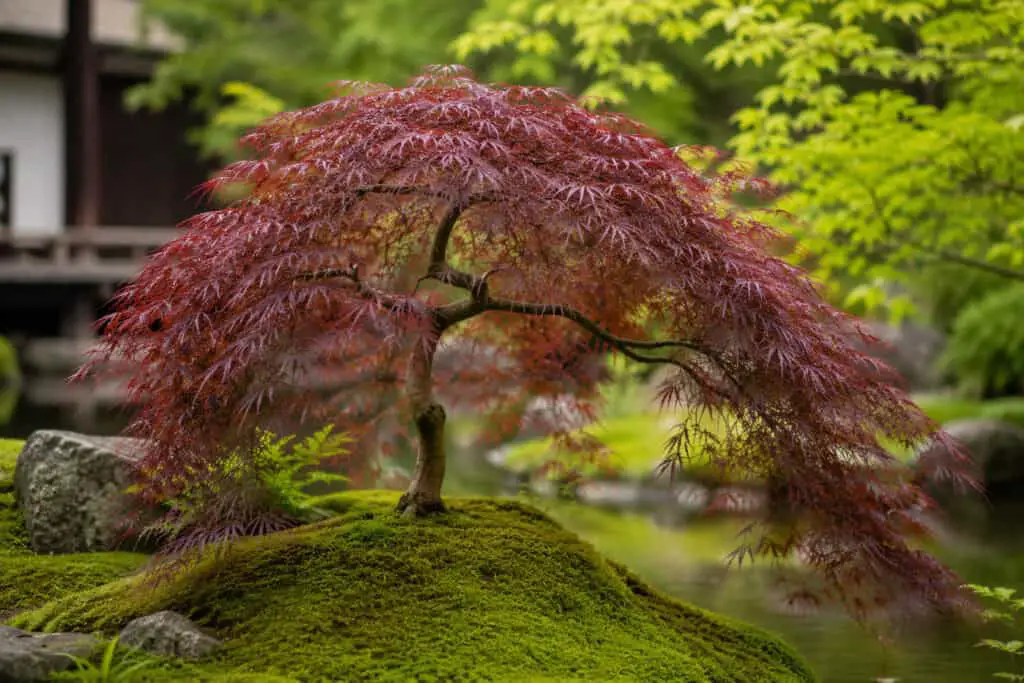 Weeping Acer Dissectum Japanese maple with cascading burgundy foliage growing in a Japanese-style garden.