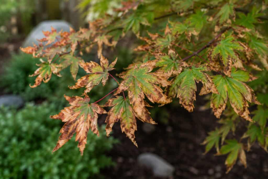 Acer tree leaves with brown, crispy edges and patches of leaf scorch on a garden branch, showing signs of stress and foliage damage.