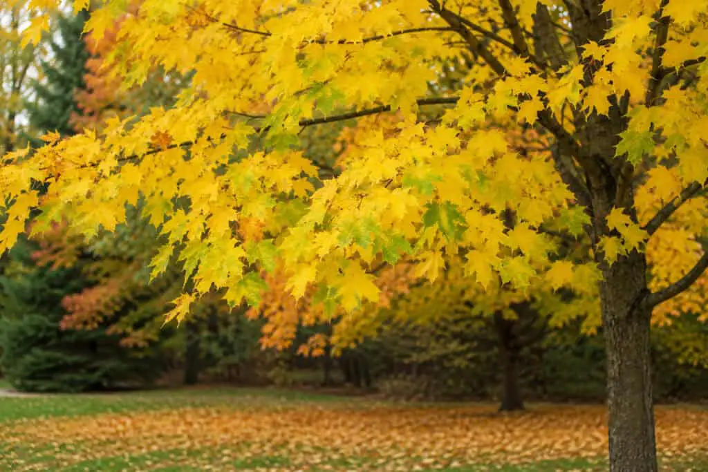 Yellowing leaves on an Acer tree in a garden landscape, showing foliage discoloration that may indicate stress, nutrient deficiency, or seasonal change.
