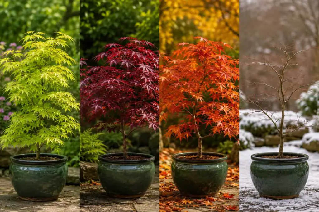 Japanese acer tree shown through spring, summer, autumn, and winter seasonal changes.