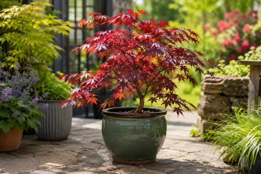 Japanese acer tree growing in a large decorative pot on a sunny garden patio.